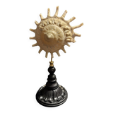 Cabinet of Curiosities shell stellaria solaris on base