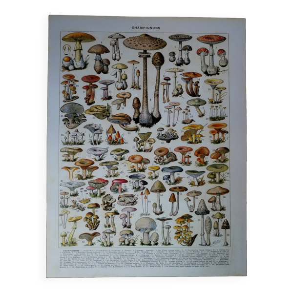 Lithographie originale sur les champignons — Beyit