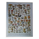 Original lithograph on mushrooms