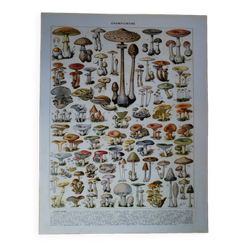 Original lithograph on mushrooms