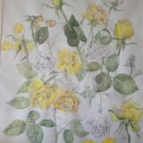 Illustration ancienne encadrée – Roses jaunes – Style botanique – 63x76 cm