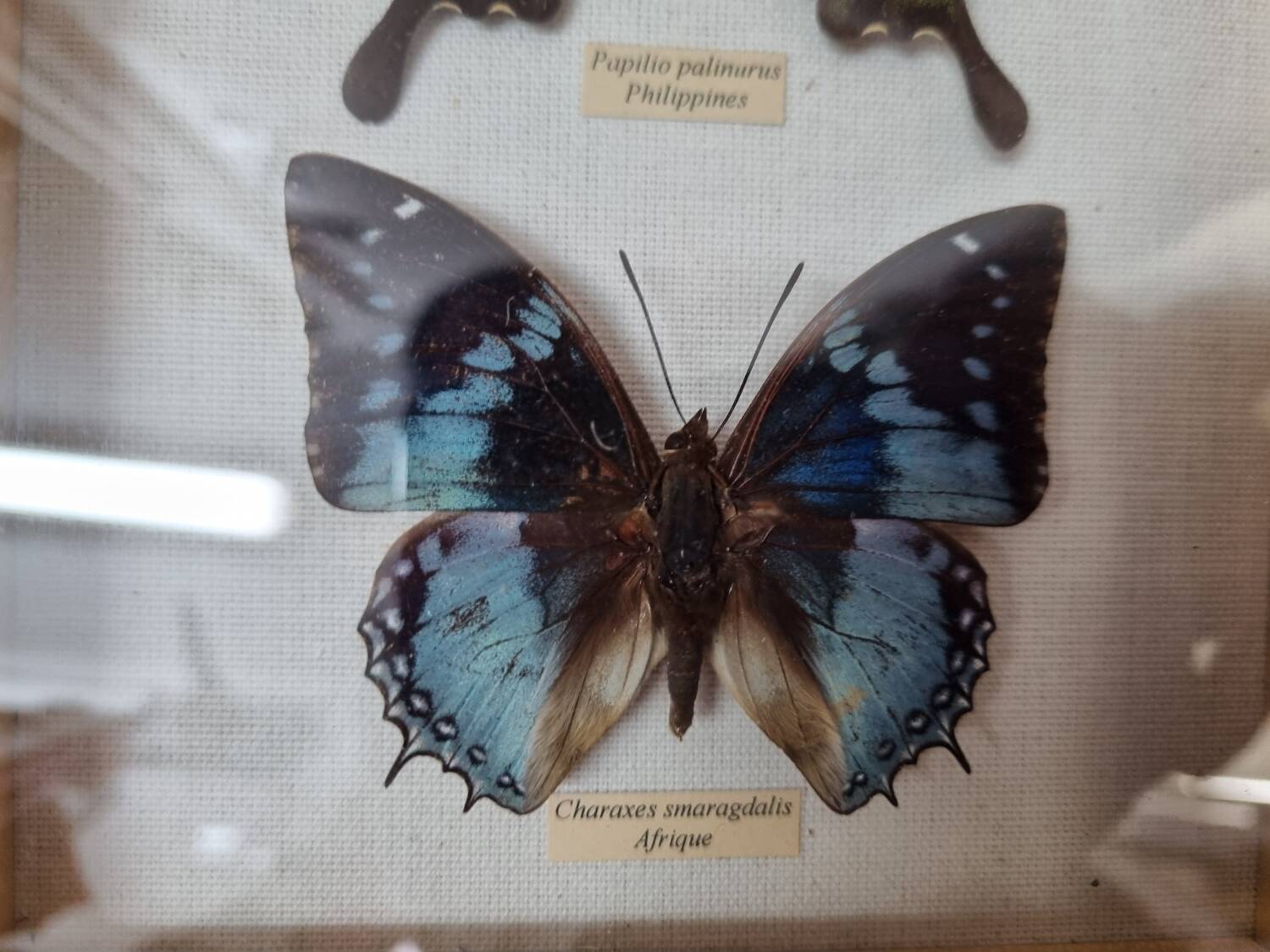 Naturalized butterflies