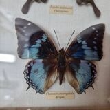 Naturalized butterflies