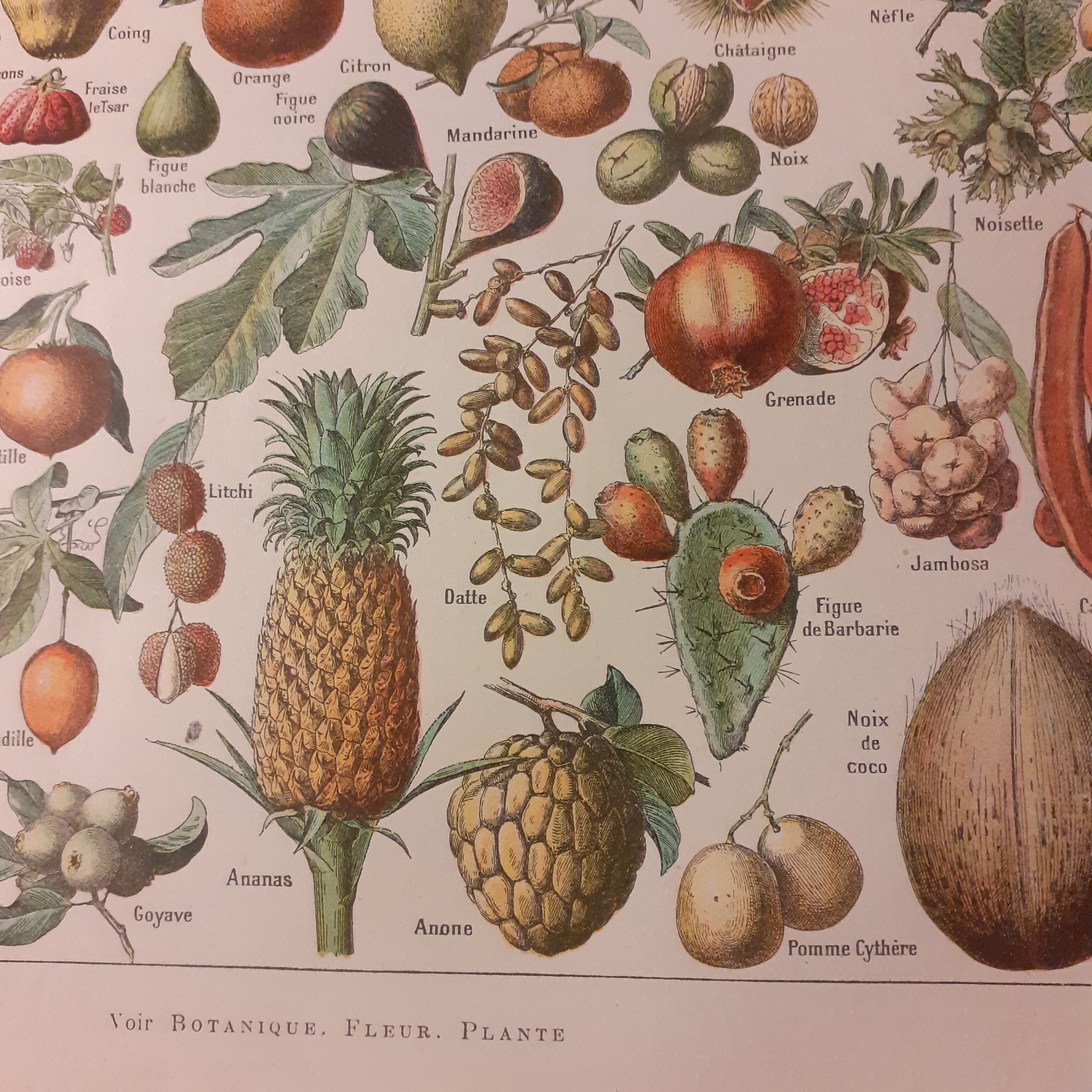 Lithographie sur les fruits de 1928