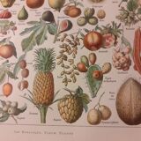 Lithograph on fruits from 1928