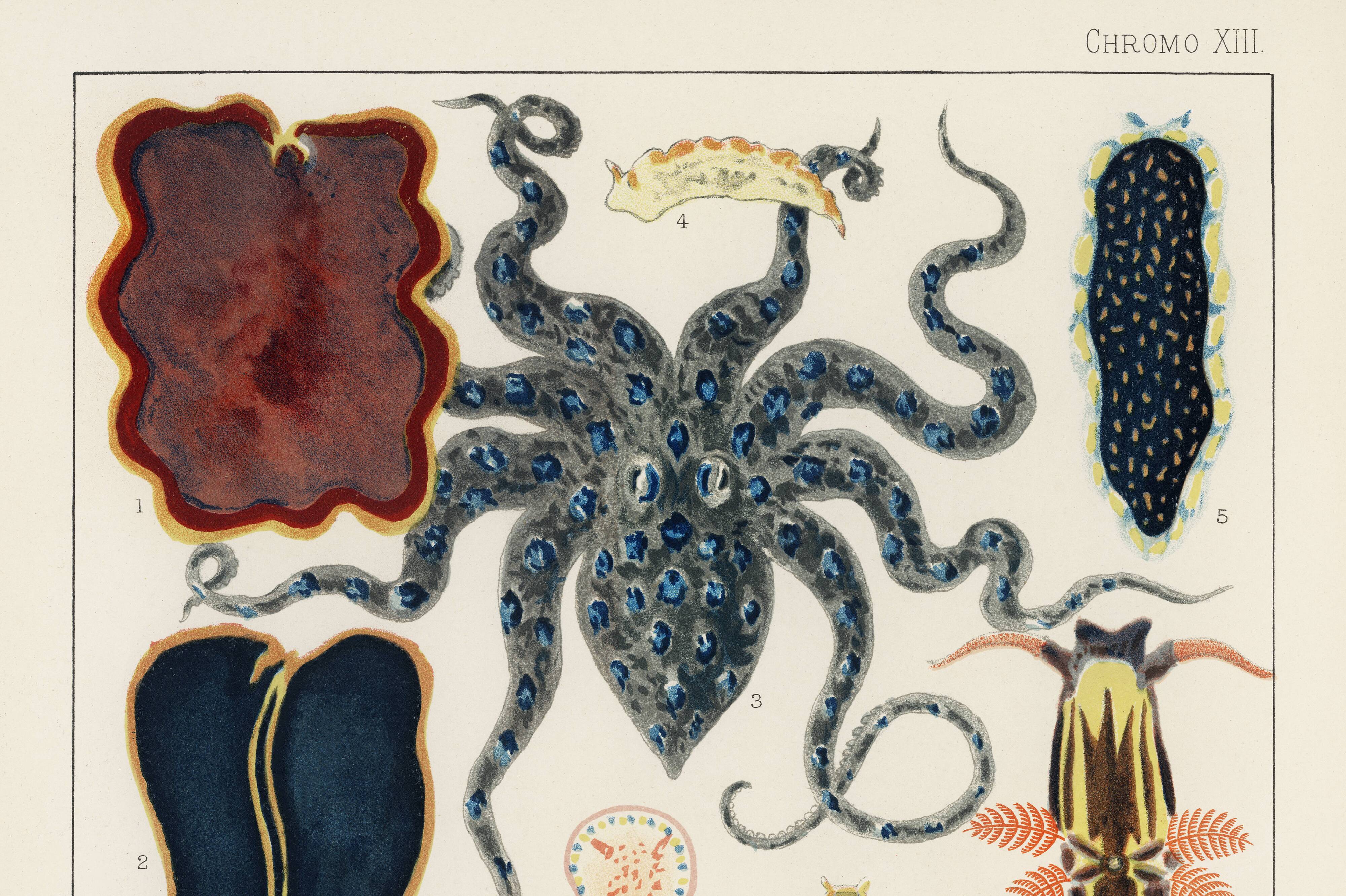 Affiche sur les mollusques et planaires, 1893