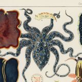 Affiche sur les mollusques et planaires, 1893