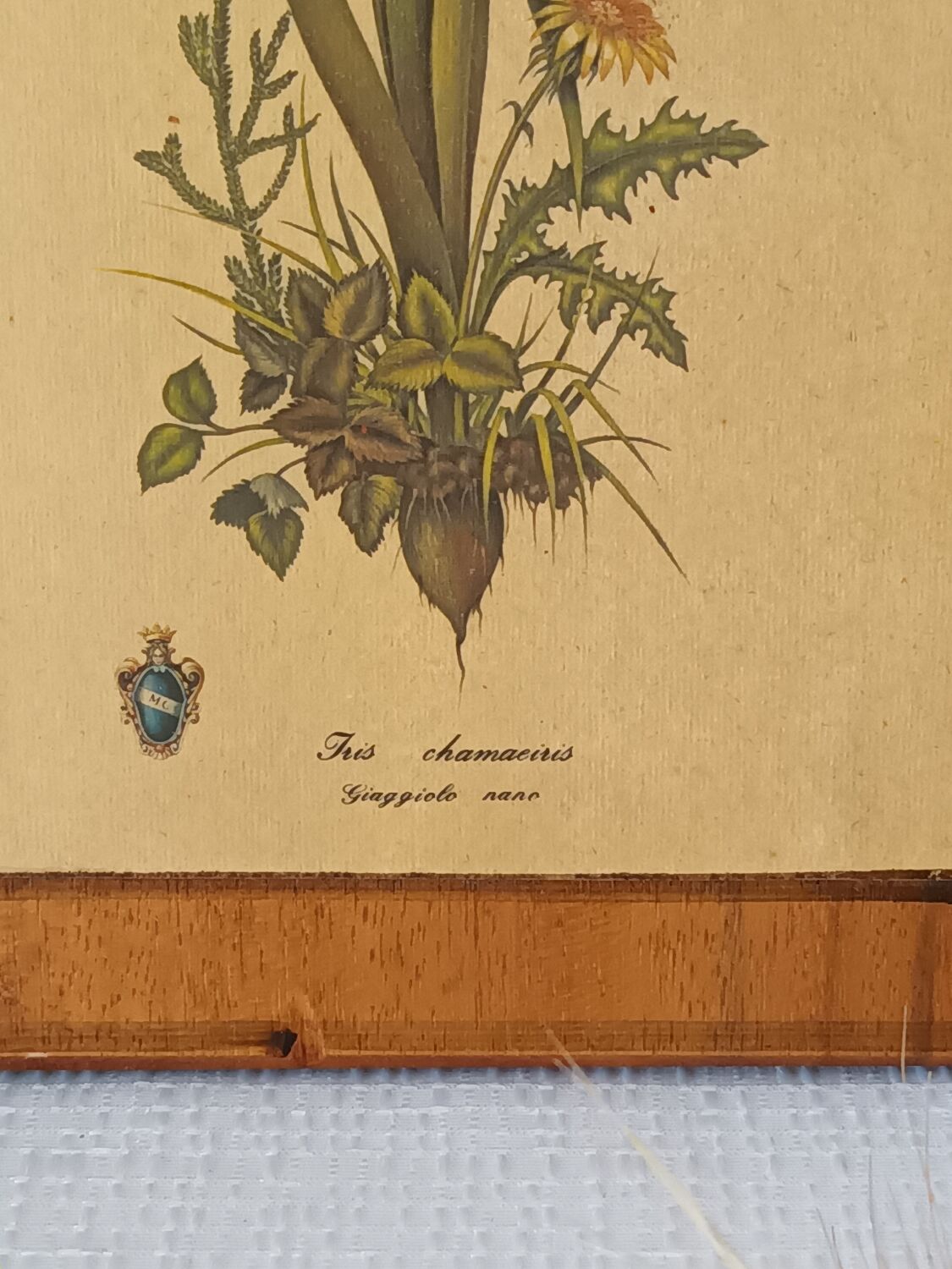 Vintage botanical boards frames