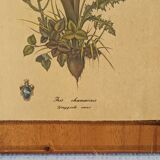 Vintage botanical boards frames