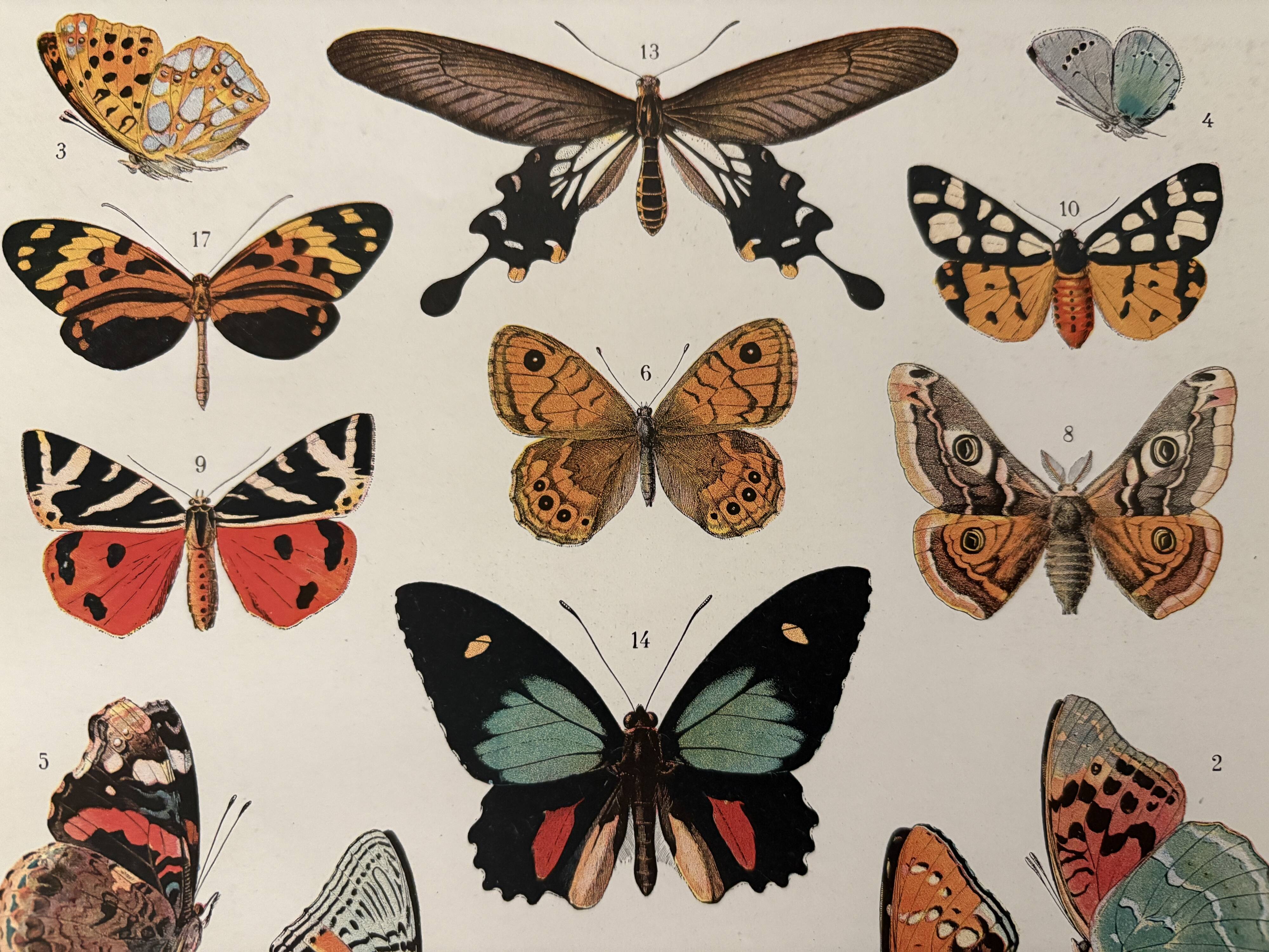 Old illustrated plate on butterflies - 1920