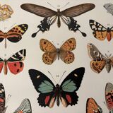 Old illustrated plate on butterflies - 1920
