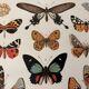 Old illustrated plate on butterflies - 1920