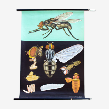 Educational Poster Fly 1972