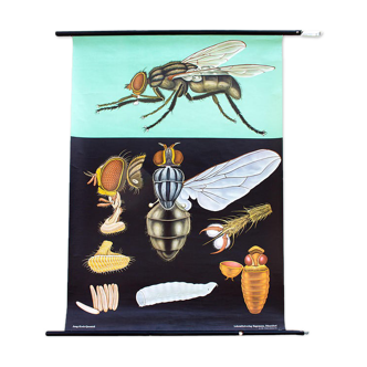 Educational Poster Fly 1972