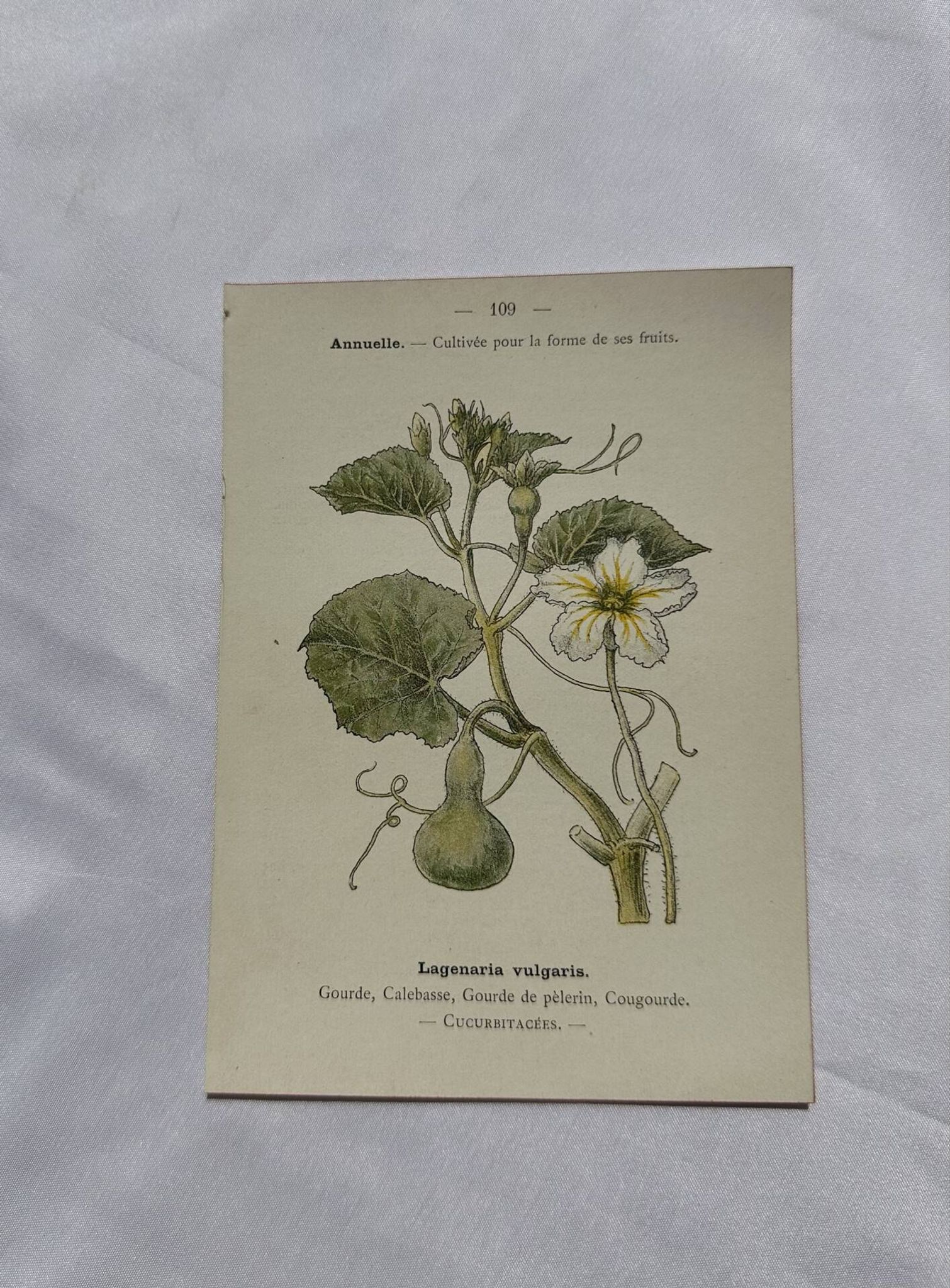 Planche botanique, gravure naturaliste, 19ème
