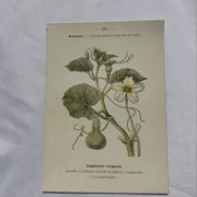 Planche botanique, gravure naturaliste, 19ème