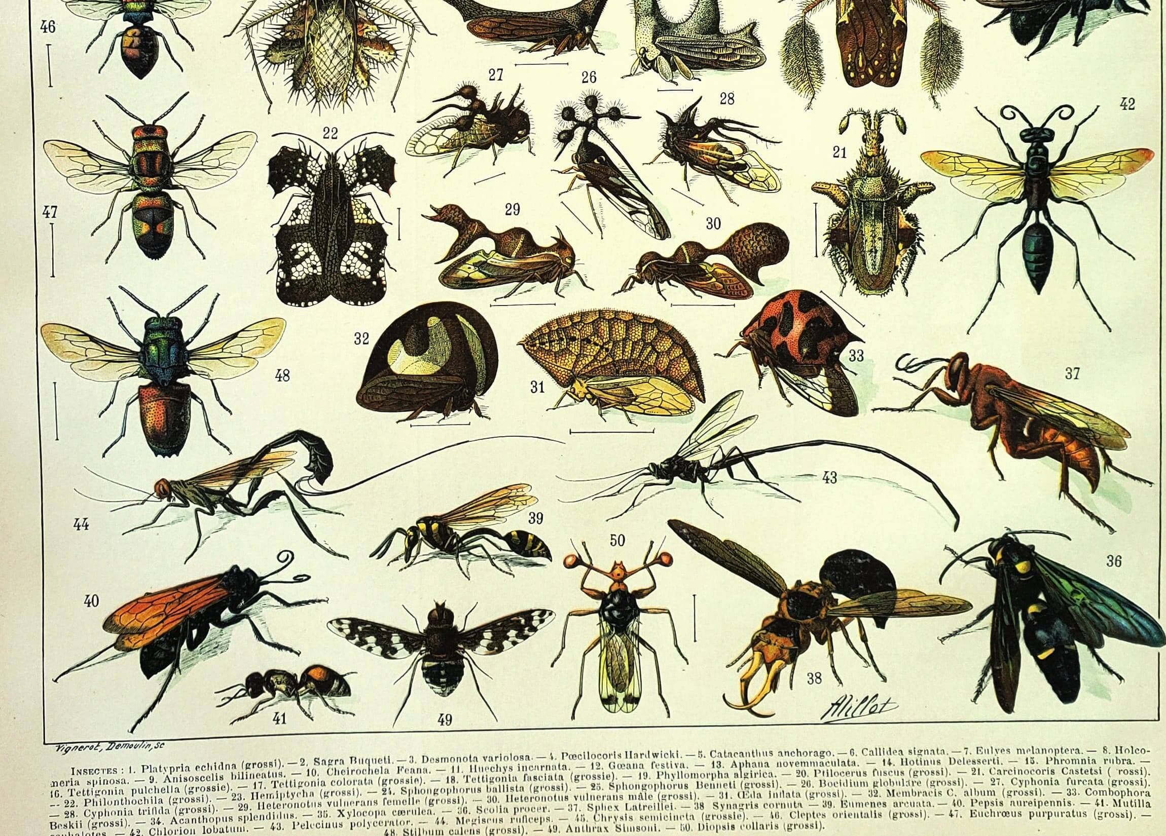 Antique engraving 1897 A. Millot - Insects 2, entomology