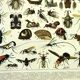Antique engraving 1897 A. Millot - Insects 2, entomology