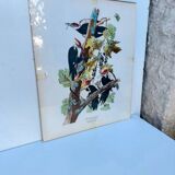 Tableau sous verre avec illustration oiseaux