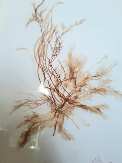 Pair of signed herbarium frames