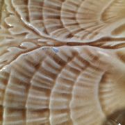 5 Sarreguemines caramel shell plates, 1950s