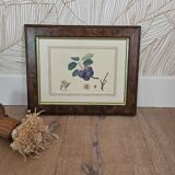 Plum tree botanical board under wooden frame