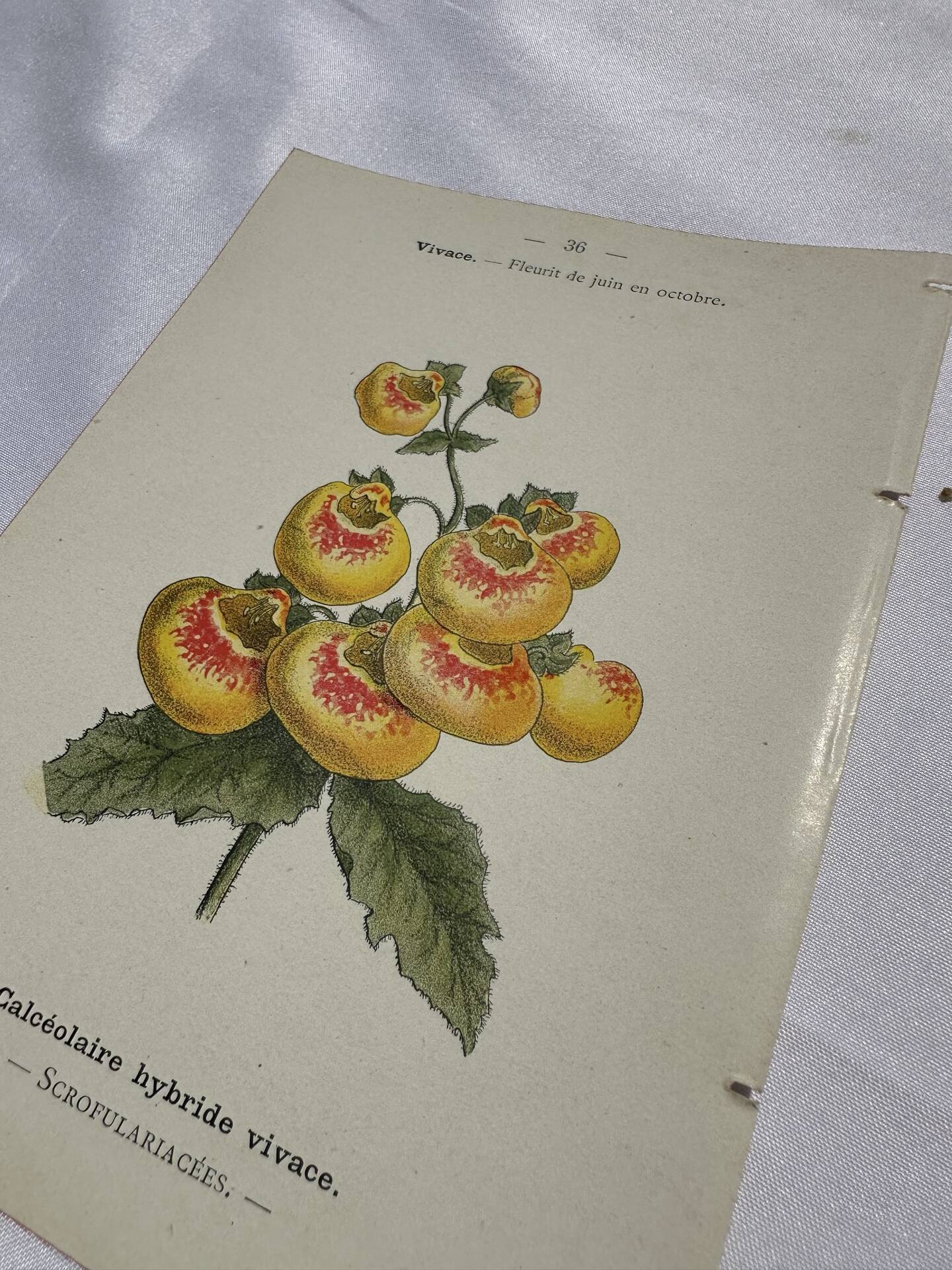 Gravure botanique 1800 double face planche naturaliste fleur de France