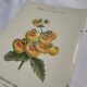 Gravure botanique 1800 double face planche naturaliste fleur de France
