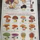 Old educational school poster, school