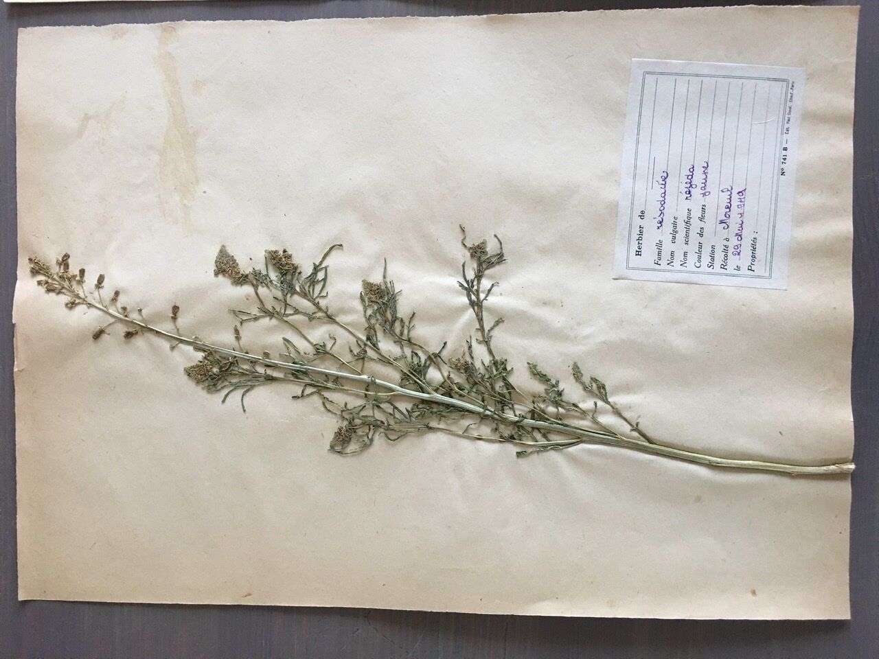 Lot de 3 planches d’herbier