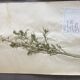 Lot de 3 planches d’herbier