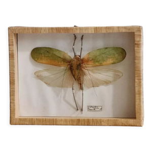 cadre sauterelle siliquofera
