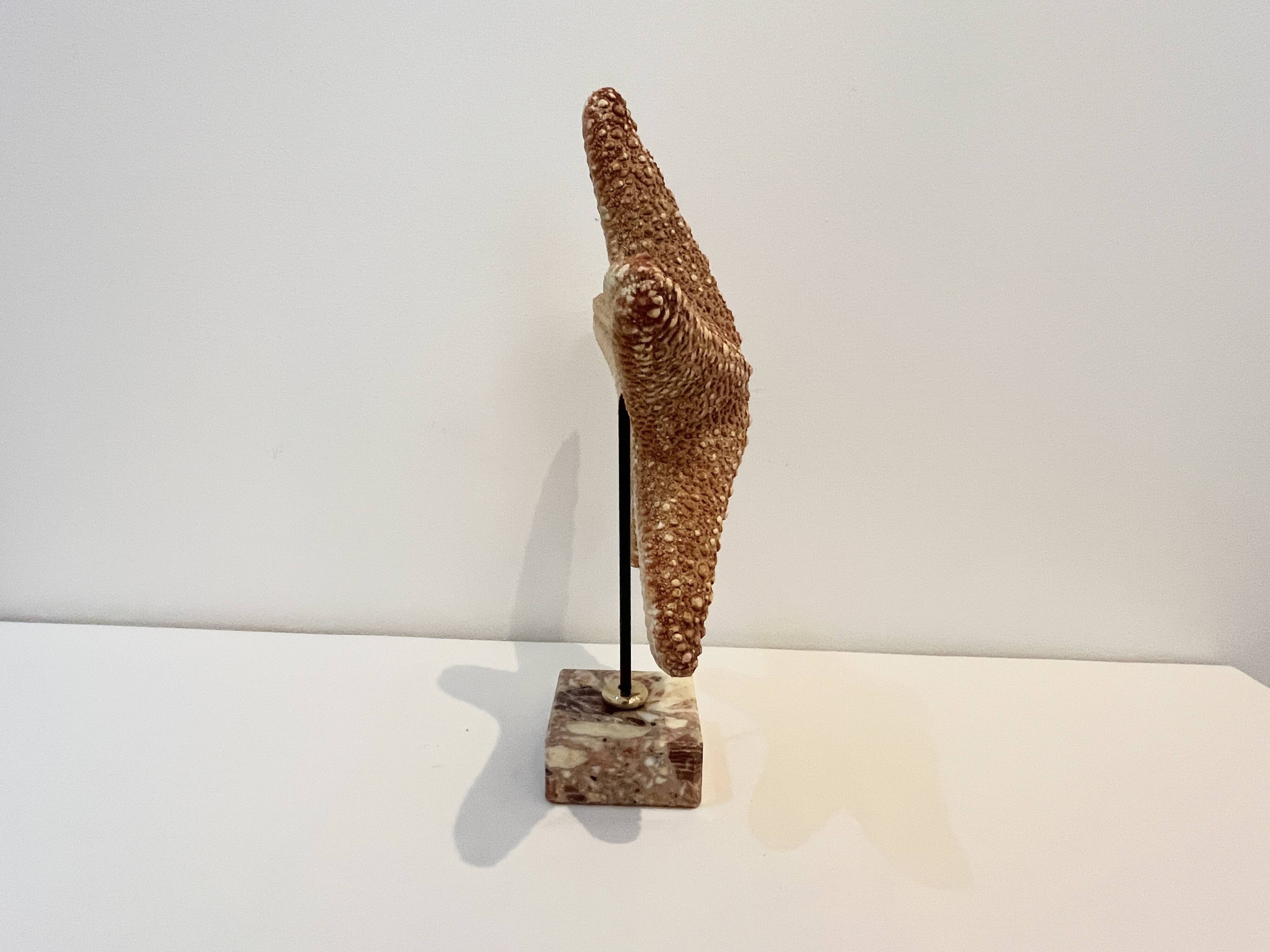 XXL Vintage Natural Starfish on Marble Base Cabinet of Curiosities