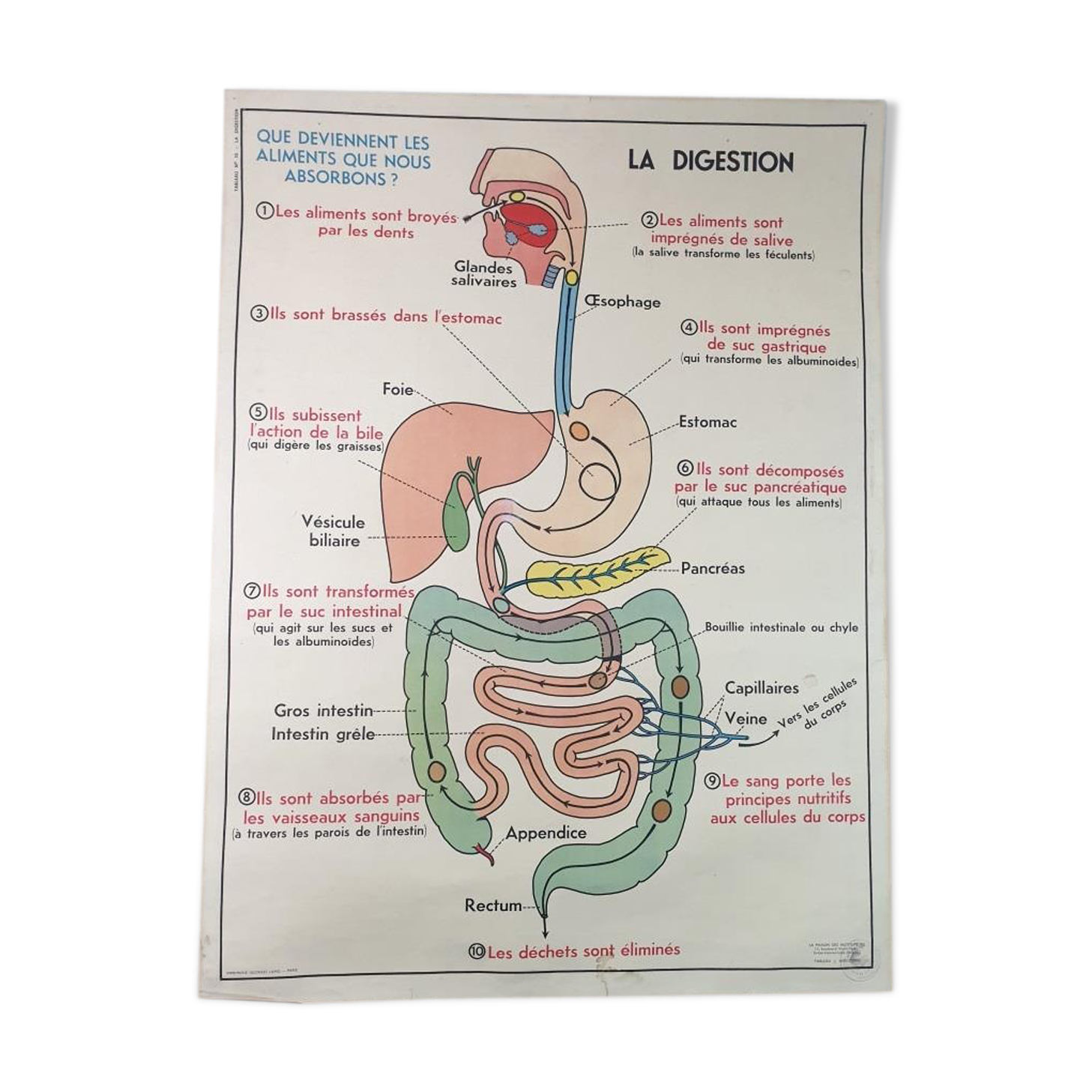 School anatomy poster