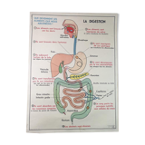 School anatomy poster