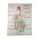 School anatomy poster