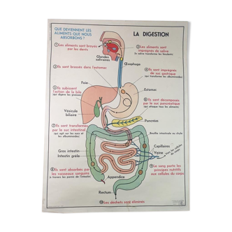 School anatomy poster