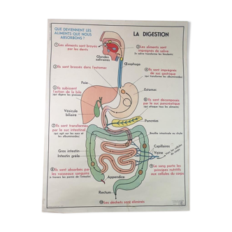 Affiche scolaire anatomie