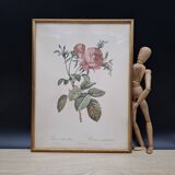 Botanical lithograph Hundred-leaf rose bush PJ Redouté