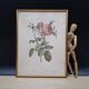 Lithographie botanique Rosier cent feuilles foliacé PJ Redouté