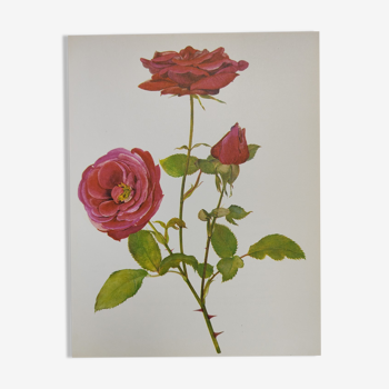 Planche botanique de rose - Vintage original de 1968 -  Crimson Glory🌹