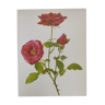 Rose Botanical Board - Original Vintage from 1968 - Crimson Glory🌹