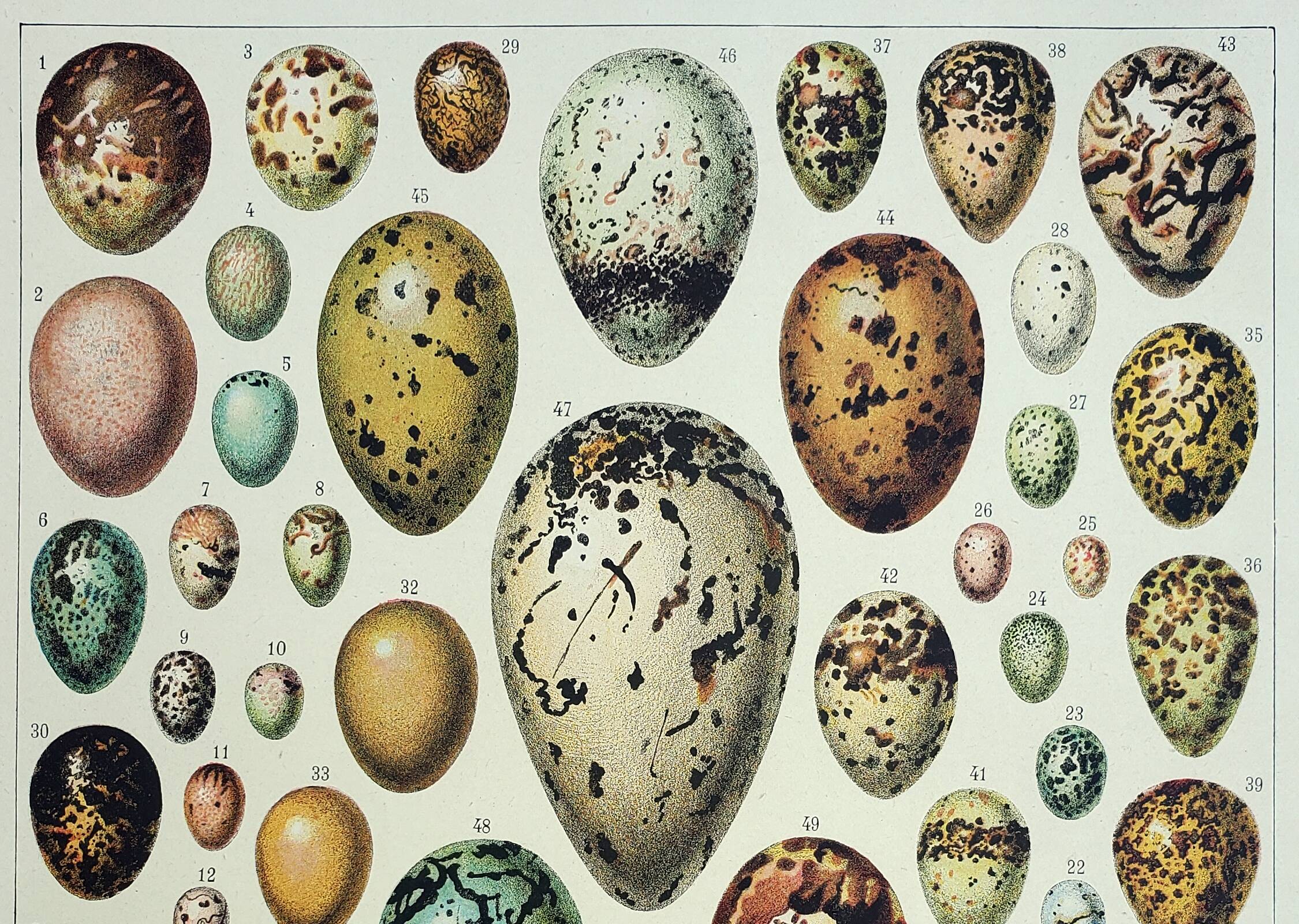 Old engraving 1928, Eggs, Oology, Incubation, animals • Lithograph, Original plate