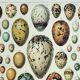 Old engraving 1928, Eggs, Oology, Incubation, animals • Lithograph, Original plate