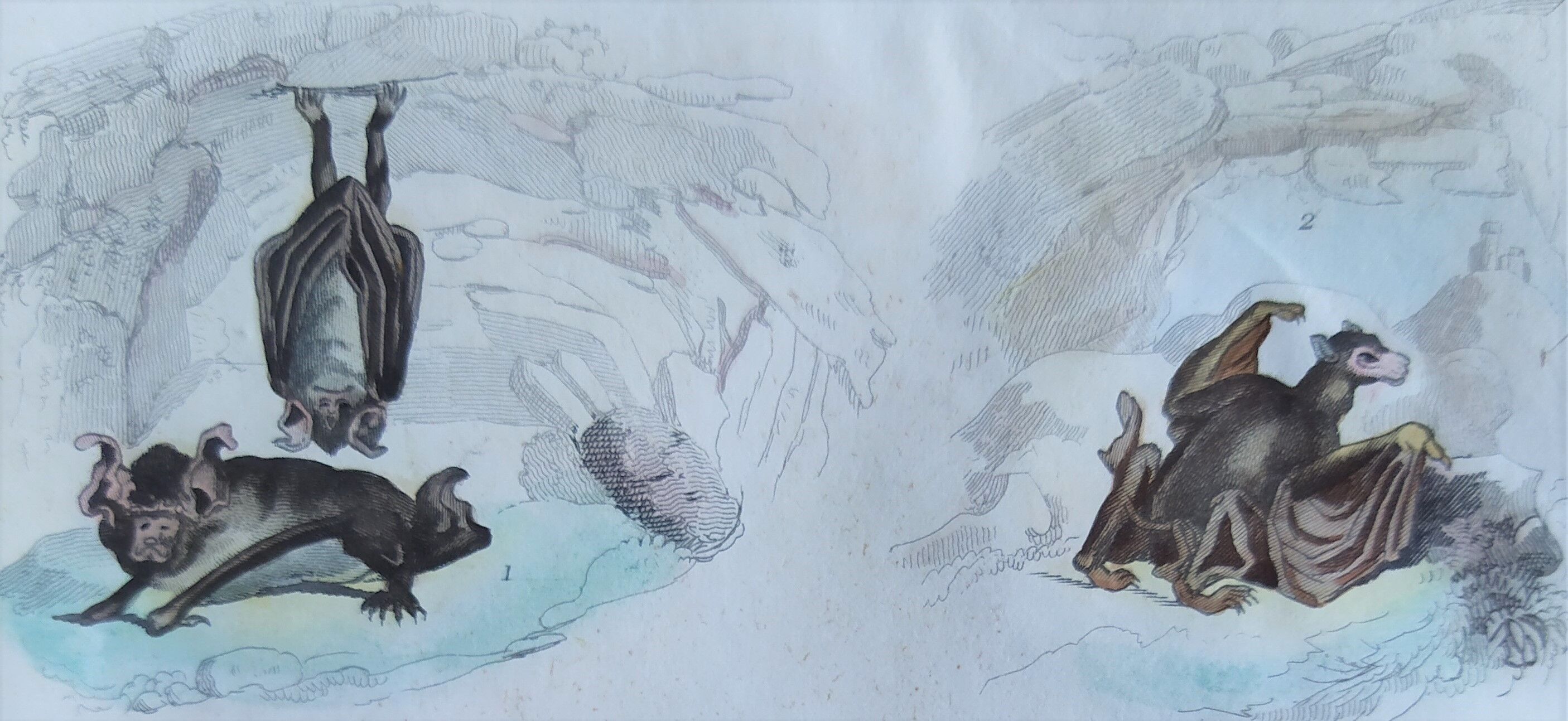 Original ornithological plate "horseshoe, cephaloth,... - Buffon 1838