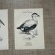 Lot of 3 old naturalist engravings botanical work vintage birds