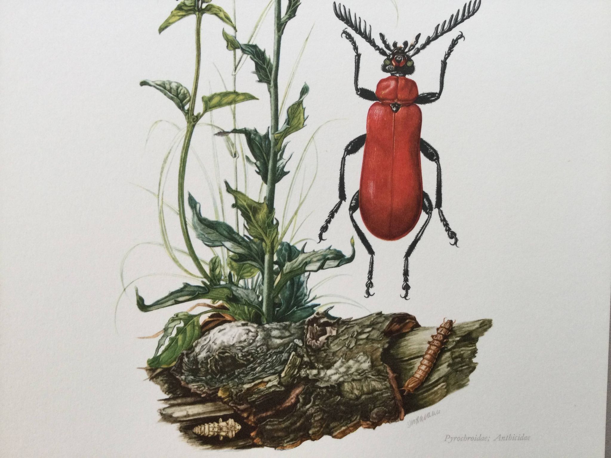 Antique Insect Illustration, Vintage Print, 1960s