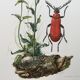 Antique Insect Illustration, Vintage Print, 1960s