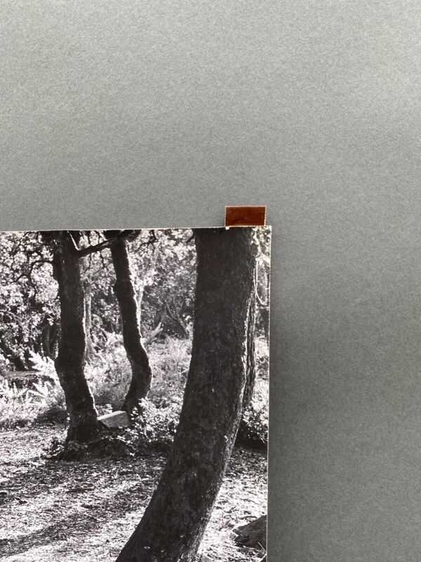 Photographie argentique Bernard Darot Lumière en sous-bois XXe