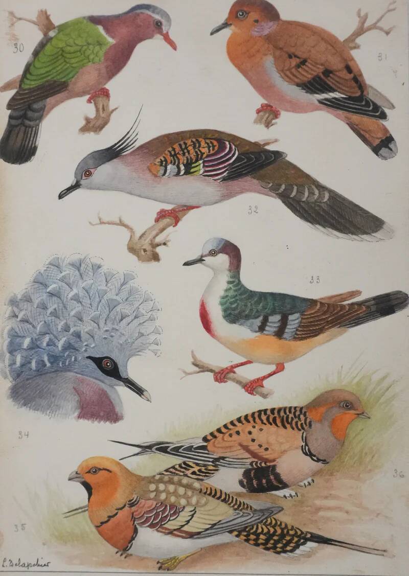 Louis DELAPCHIER: Doves, Sandgrouse and Turtle Dove, original signed watercolor